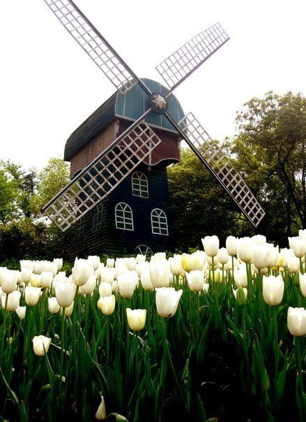 мельница - оригинал