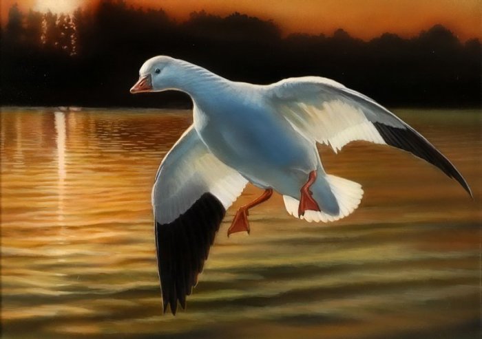 Утка - птицы, утка - оригинал