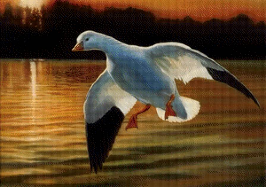 Утка - утка, птицы - предпросмотр