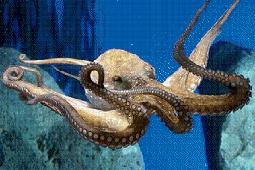 осьминог - сер.рыбы - предпросмотр