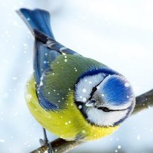 Схема вышивки «синичка»
