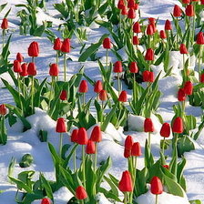 Оригинал схемы вышивки «тюльпаны на снегу» (№540165)