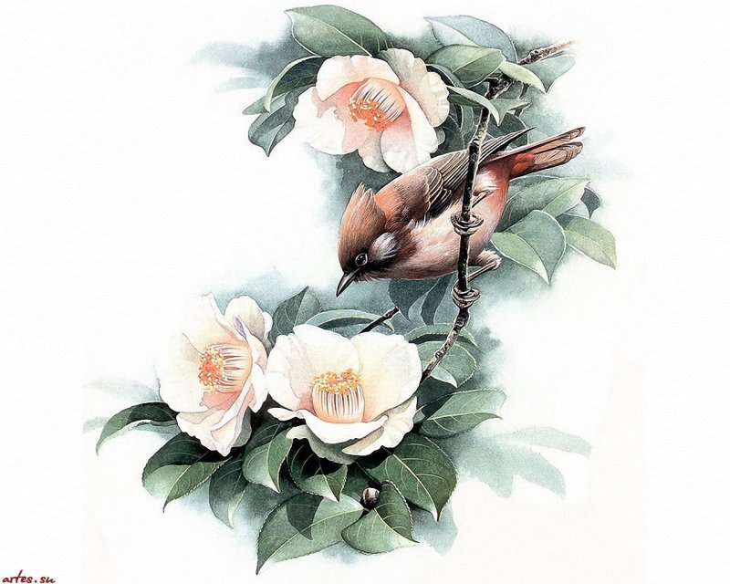 №540254 - птицы - оригинал