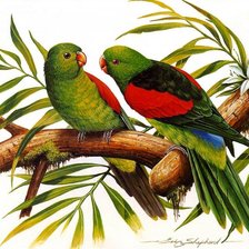 Оригинал схемы вышивки «попугайчики» (№540258)