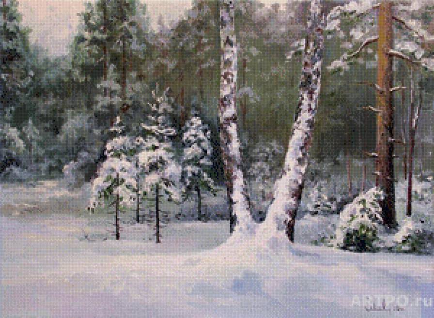 зимний лес С.Малярук - снег, природа, ели, лес, пейзаж, сугроб, зима, елки, береза, сосна - предпросмотр