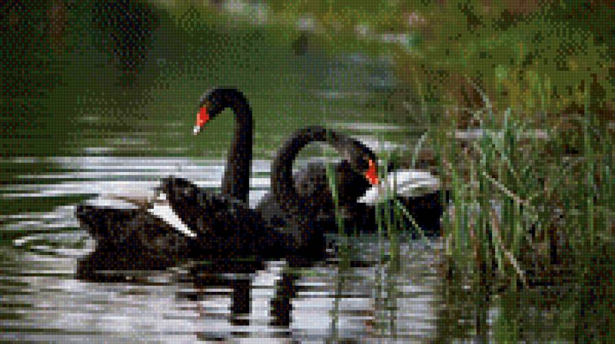 черные лебеди - птицы, лебеди - предпросмотр
