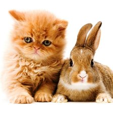 зайка с котенком