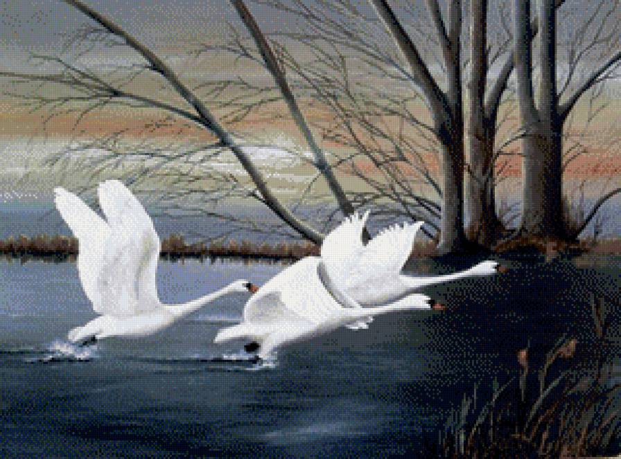 лебединое озеро - водоем, озеро, птицы, лебеди, пейзаж - предпросмотр