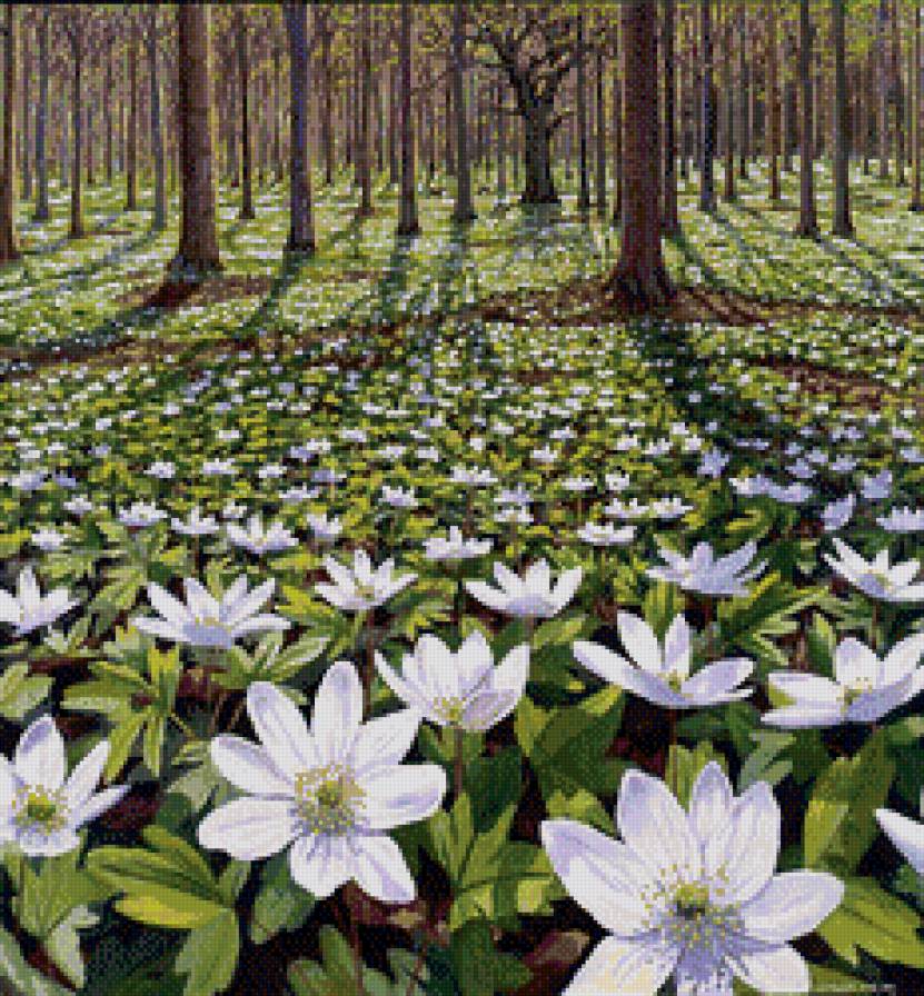 анемоны - цветы, анемоны, природа, лес - предпросмотр