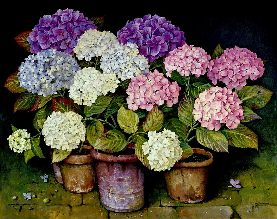 гортензия - картина, живопись, горшок, цветы - оригинал