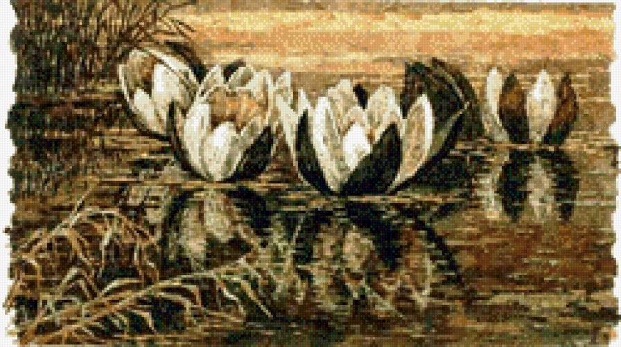 лотосы - озеро, лотосы, цветы, природа - предпросмотр