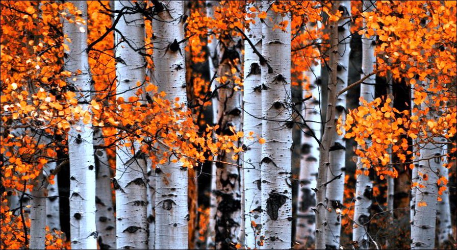 пано осеннее - деревья, пано, осень, лес - оригинал