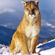 Оригинал схемы вышивки «кугуар» (№540718)