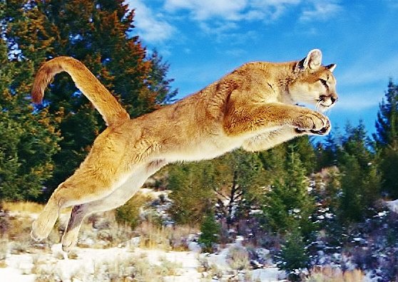 пума - оригинал