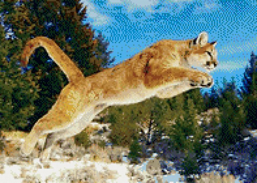 пума - предпросмотр