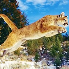 Схема вышивки «пума»