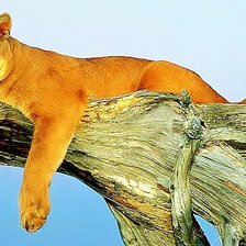 пума отдыхает