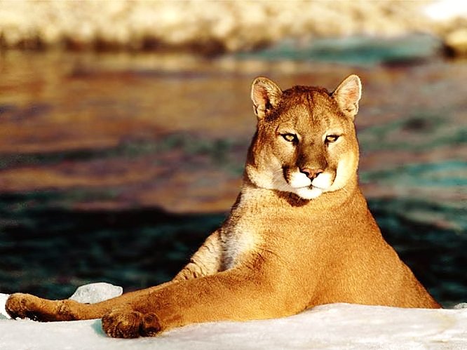 пума купается - оригинал