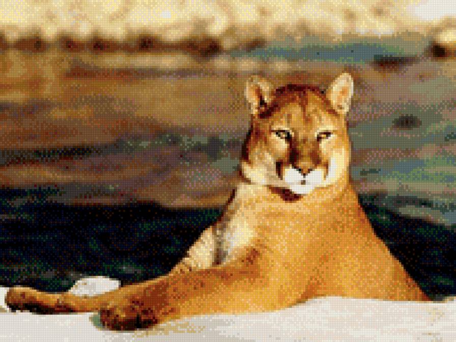 пума купается - предпросмотр