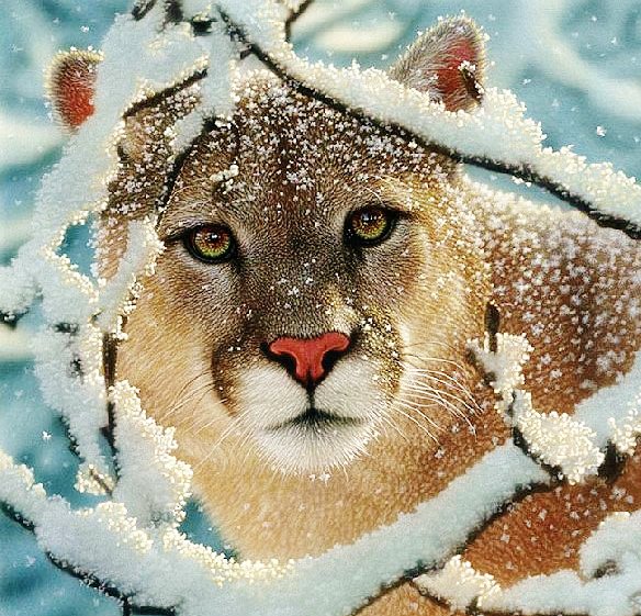 пума зимой - оригинал