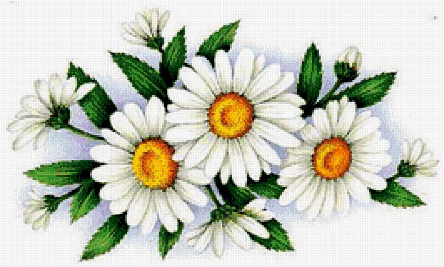 Красивые ромашки - ромашки, цветы - предпросмотр