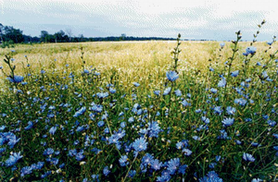 поле - природа - предпросмотр