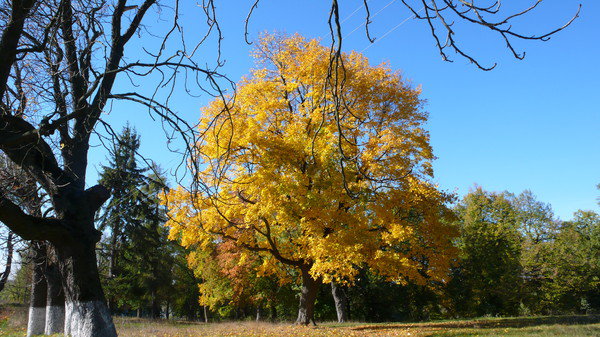 осень - природа - оригинал