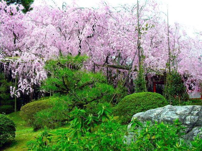 японский сад - природа - оригинал