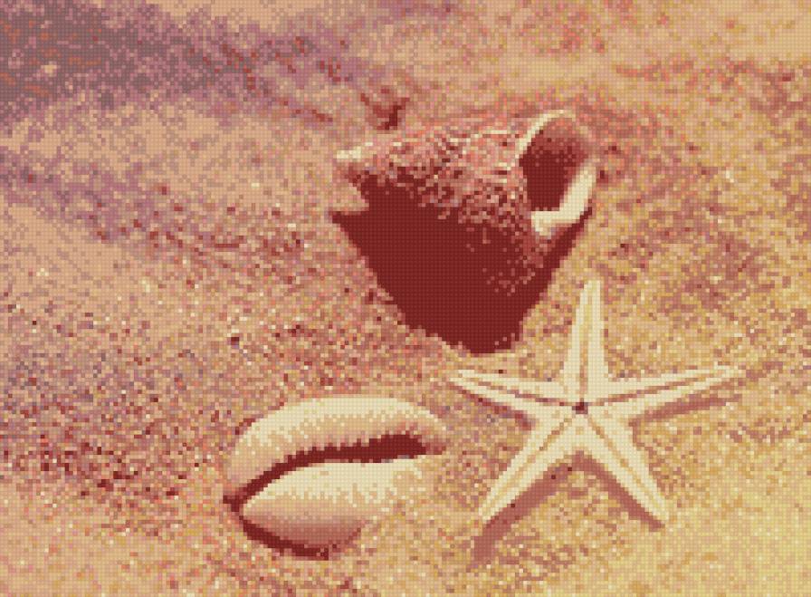 Ракушки - песок, лето, ракушки, море, пляж - предпросмотр