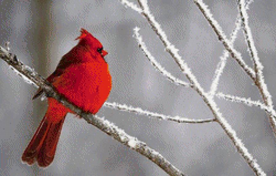 зимородок - снег, птица, зимородок.зима, снегири.синичка - предпросмотр