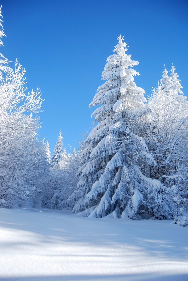 лесная красавица - снег, сугробы, поляна, сосна, елка, лес, утро, ель, картина, пейзаж, зима - оригинал
