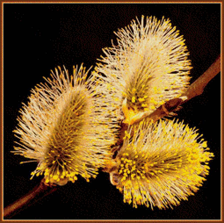 Цветение вербы. - верба, цветение, почки, весна - предпросмотр