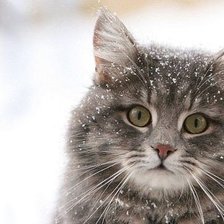 Зимний котейка.