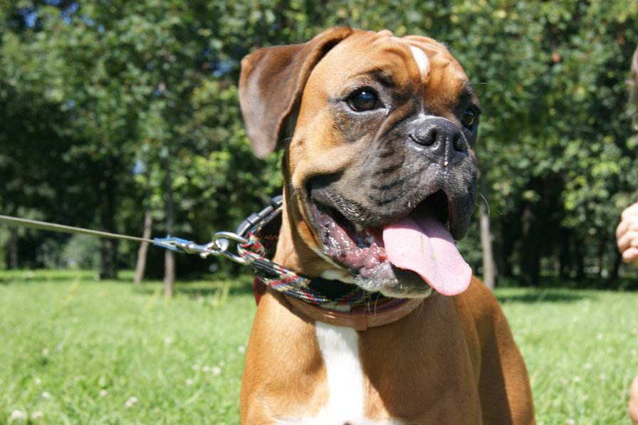 Моя собака - оригинал