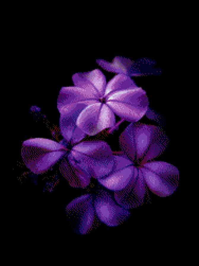 Фиолетовые цветы - цветы - предпросмотр