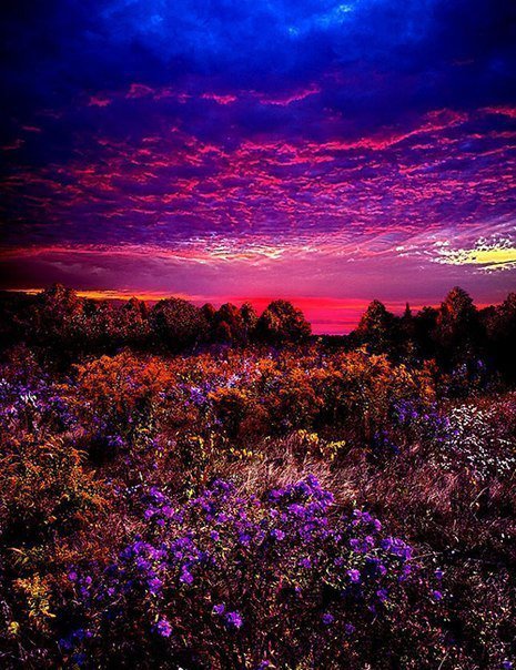 На закате - закат, ярко, цветы - оригинал