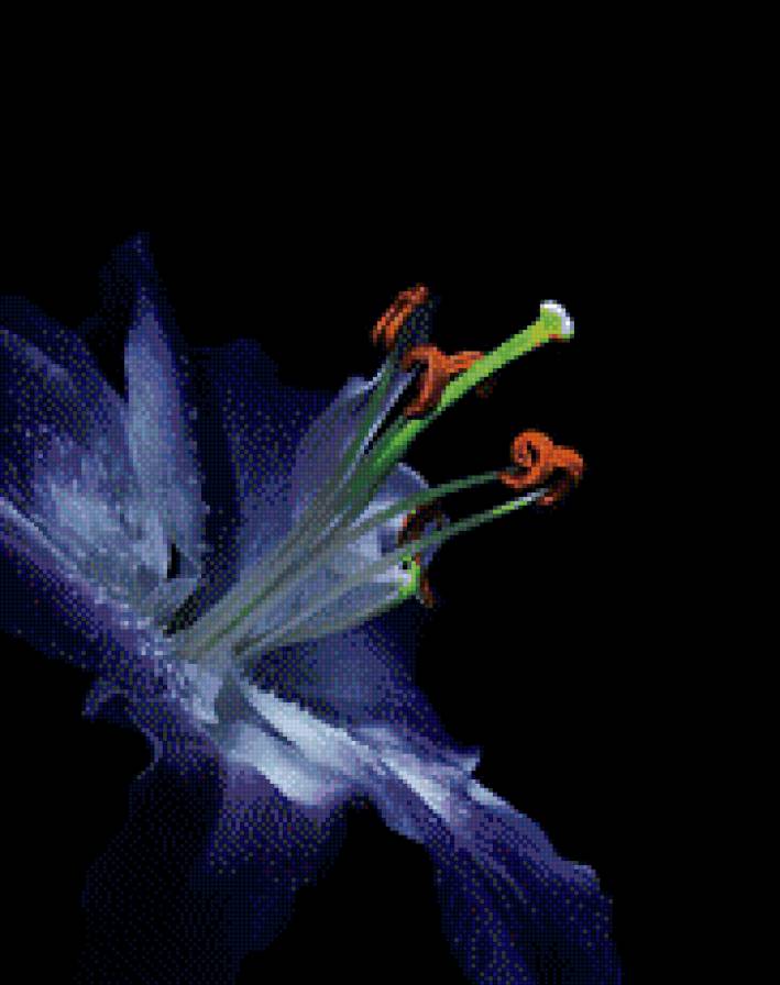 Лилия на черном - лилии, цветы - предпросмотр