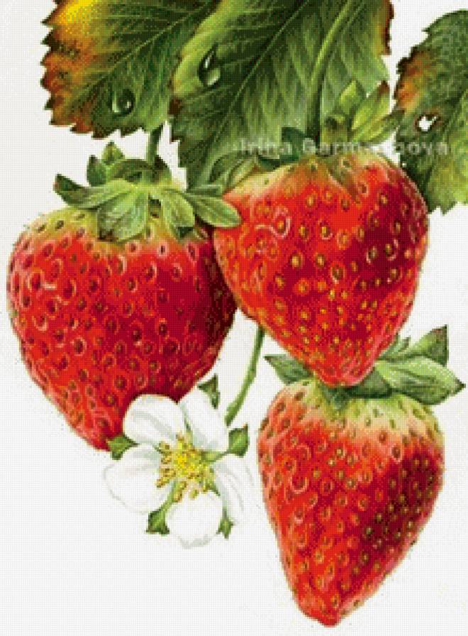 клубничка - предпросмотр