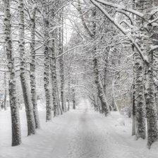 зимняя аллея