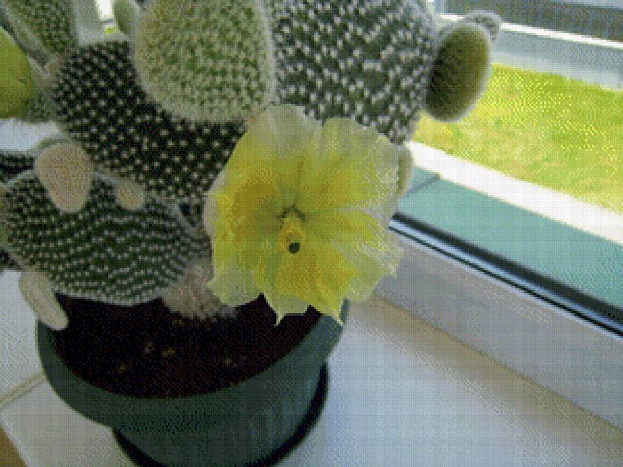 кактус - сер.цветы - предпросмотр