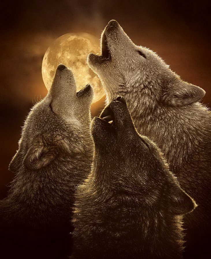 №541413 - животные, волки - оригинал