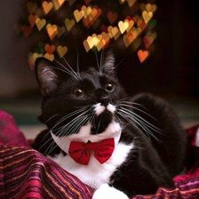 Схема вышивки «котик»