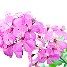 Схема вышивки «№541824»