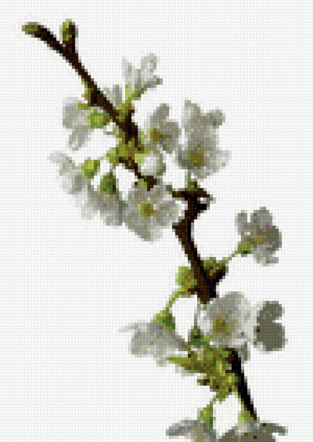 вишня - предпросмотр