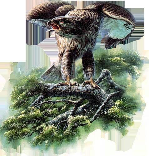 орел - природа, орел, птицы - оригинал