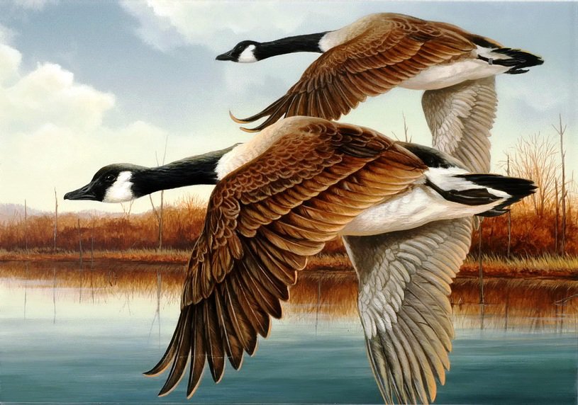 полет уток - птицы, осень, природа, озеро, утки, пейзаж - оригинал
