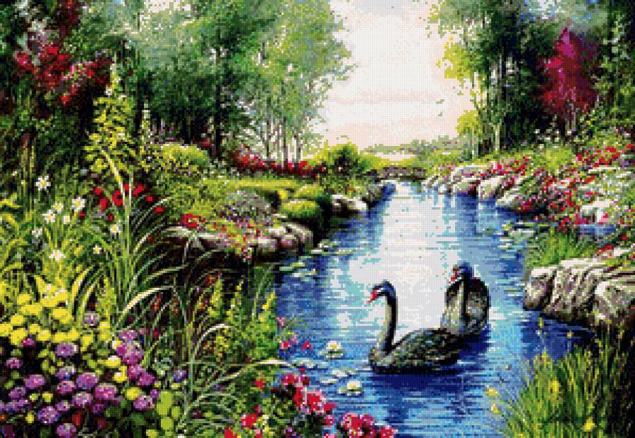 черные лебеди - пейзаж, цветы, река, природа, лебеди - предпросмотр