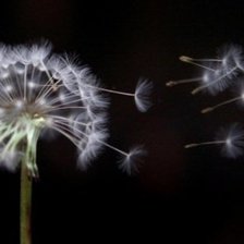 Схема вышивки «pienes pukas»