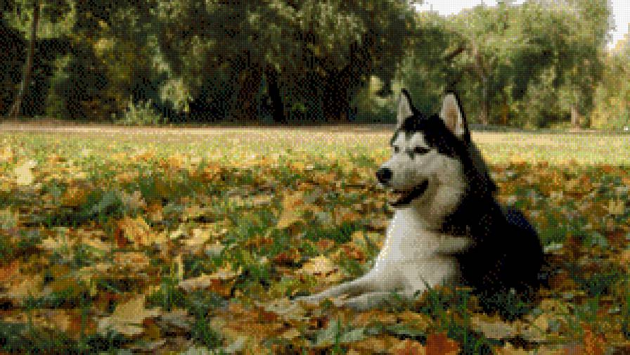 собака - осень, животные, поляна, хаски, собака - предпросмотр