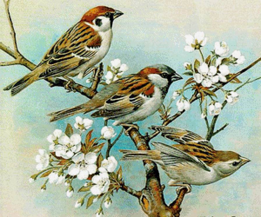 Воробьи - весна, птички, цветы, воробьи - предпросмотр